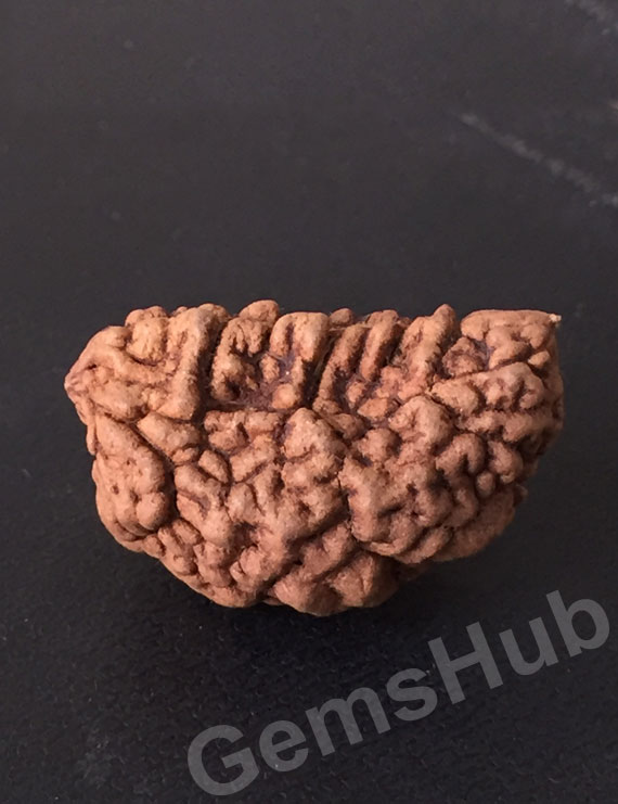 1 Face/Mukhi Certified Rudraksha 28.20 mm